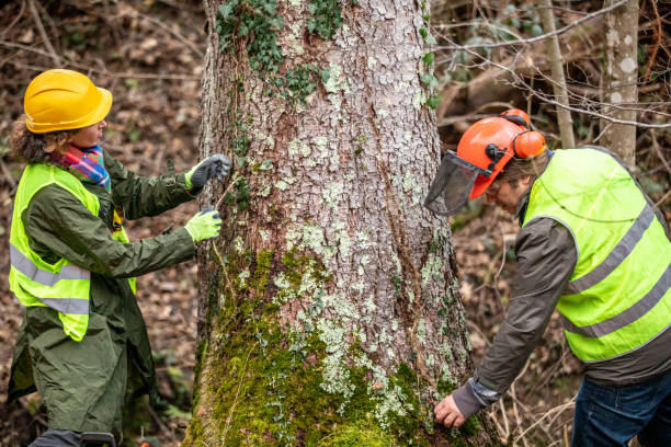 How Our Tree Care Process Works  in  Clarksville, TN